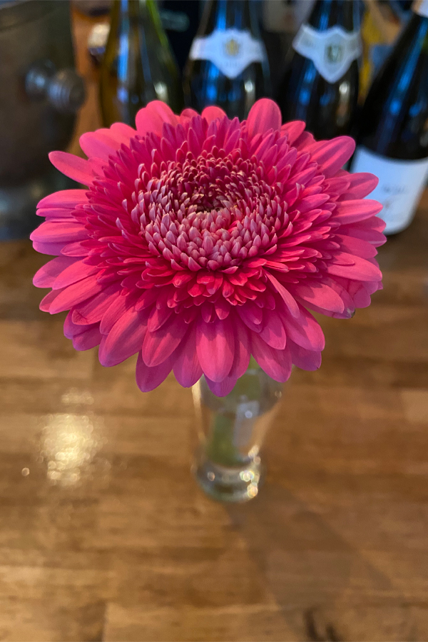 Gerbera