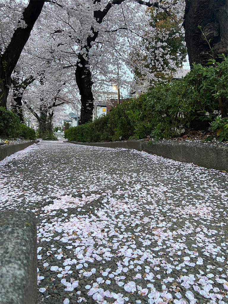 桜 cherry blossoms